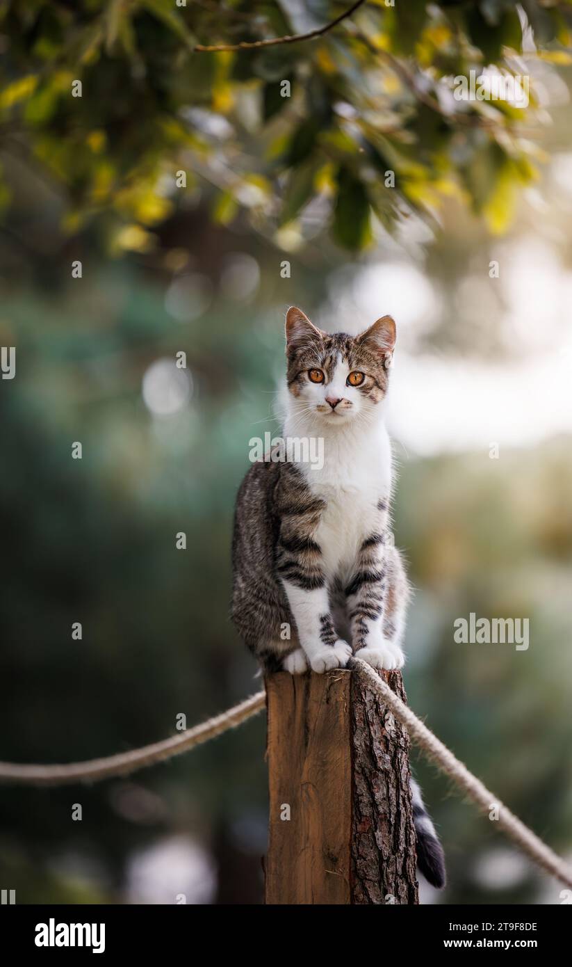Das süße Kätzchen sitzt auf der Stange und schaut in die Kamera. Tabby Katze im Freien Stockfoto