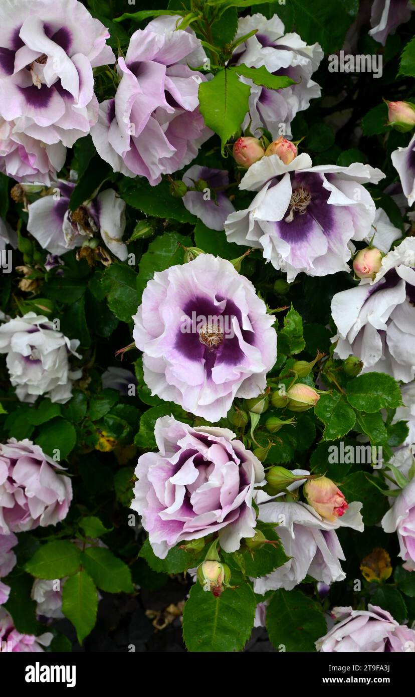 Lila und weiße Rosen wachsen Stockfoto