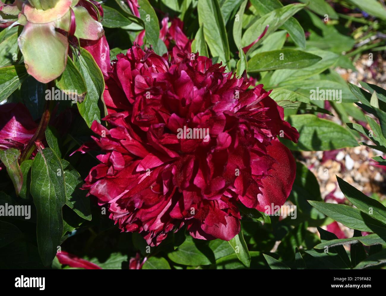 Dunkelrote Pfingstrose Stockfoto