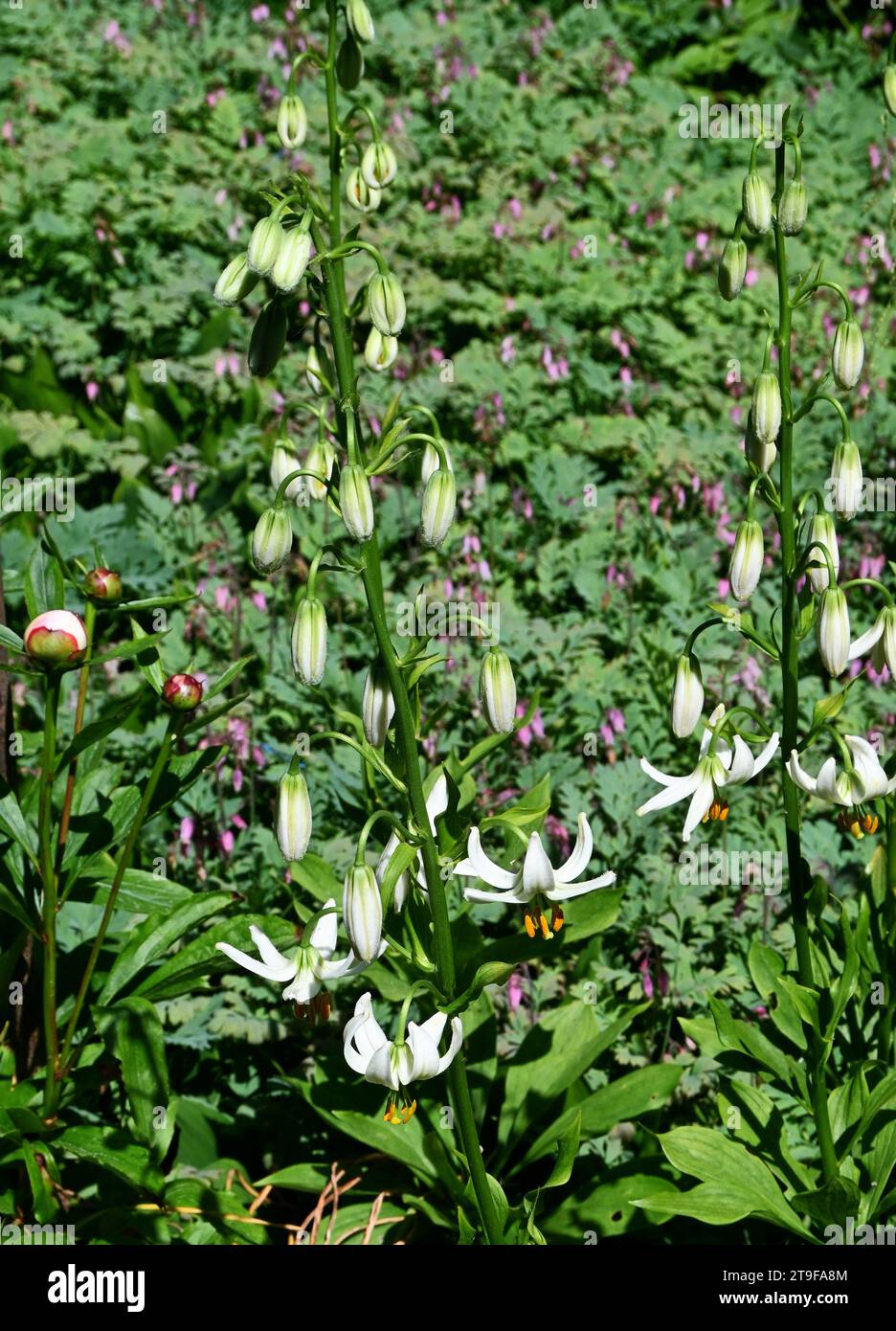 Weiße Martinlilien Stockfoto