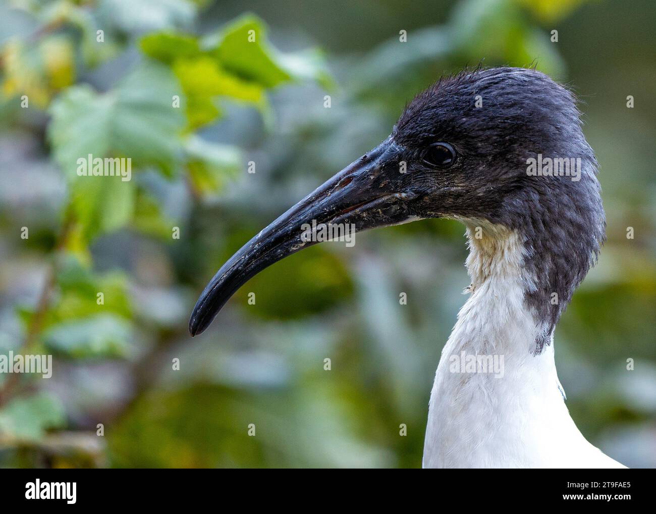 Bewundern Sie den spirituellen Reiz der madagassischen Heiligen Ibis (Threskiornis bernieri), die die Landschaften Madagaskars schmücken. Dieser heilige Vogel mit seinen Disti Stockfoto