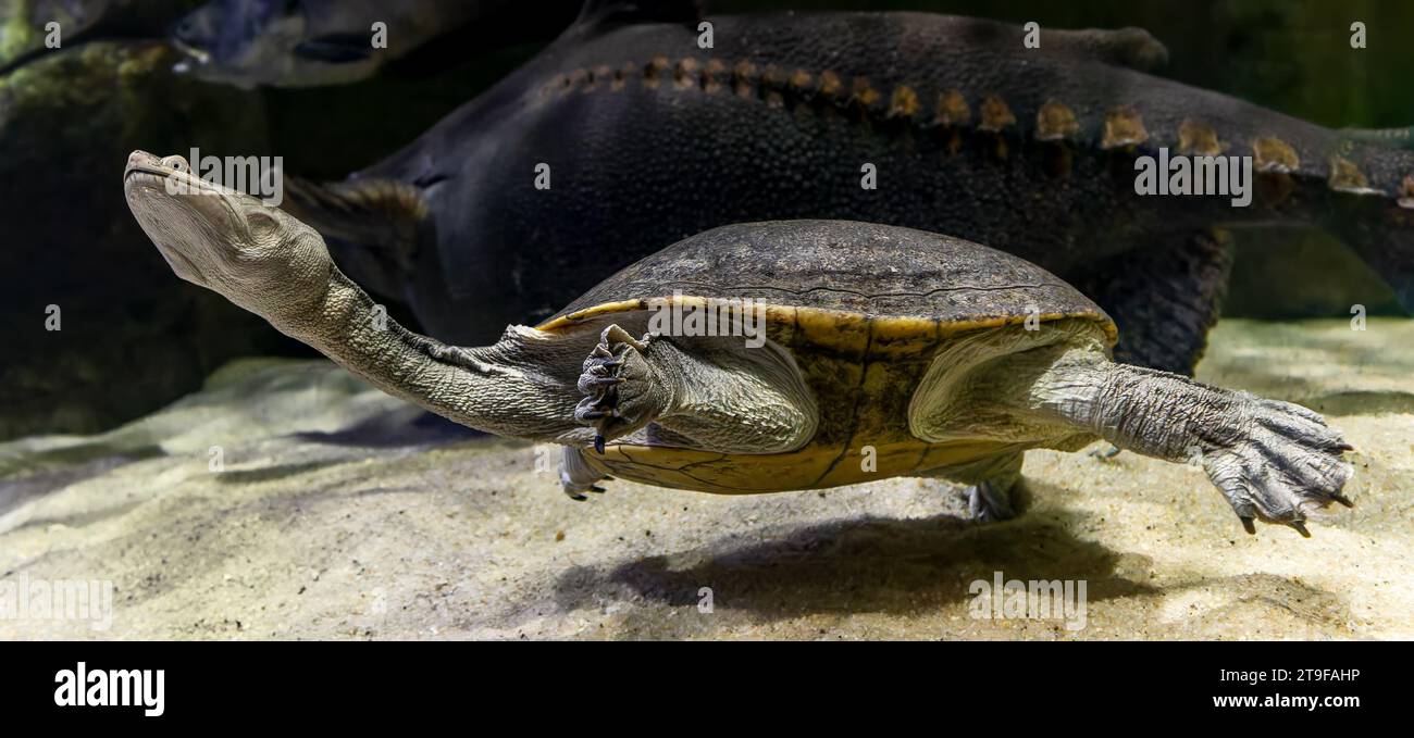 Nahaufnahme einer tauchenden Nördlichen Schlangenhalsschildkröte (Chelodina oblonga) Stockfoto