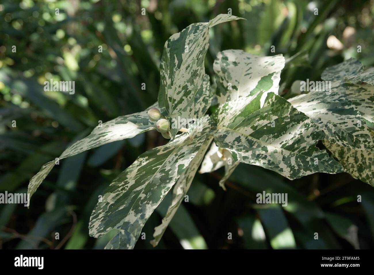 Ficus Aspera "Parcellii" Stockfoto