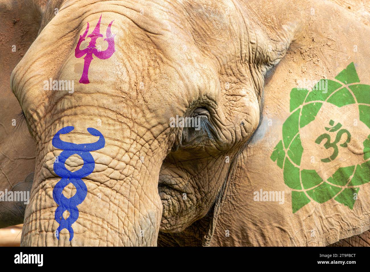 Das Gesicht eines indischen Elefanten mit religiösen Symbolen in der indischen Kunst Stockfoto