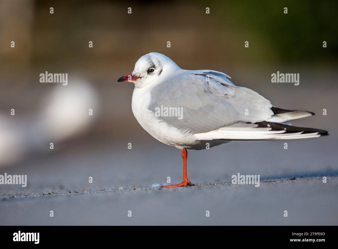 Schwarzkopfmöwe; Chroicocephalus ridibundus; Winter; Großbritannien Stockfoto