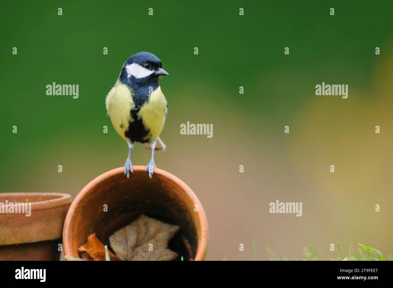 Die Titte, Parus Major, sitzt auf einem Pflanztopf im Garten, County Durham, England, Großbritannien, Juli. Stockfoto