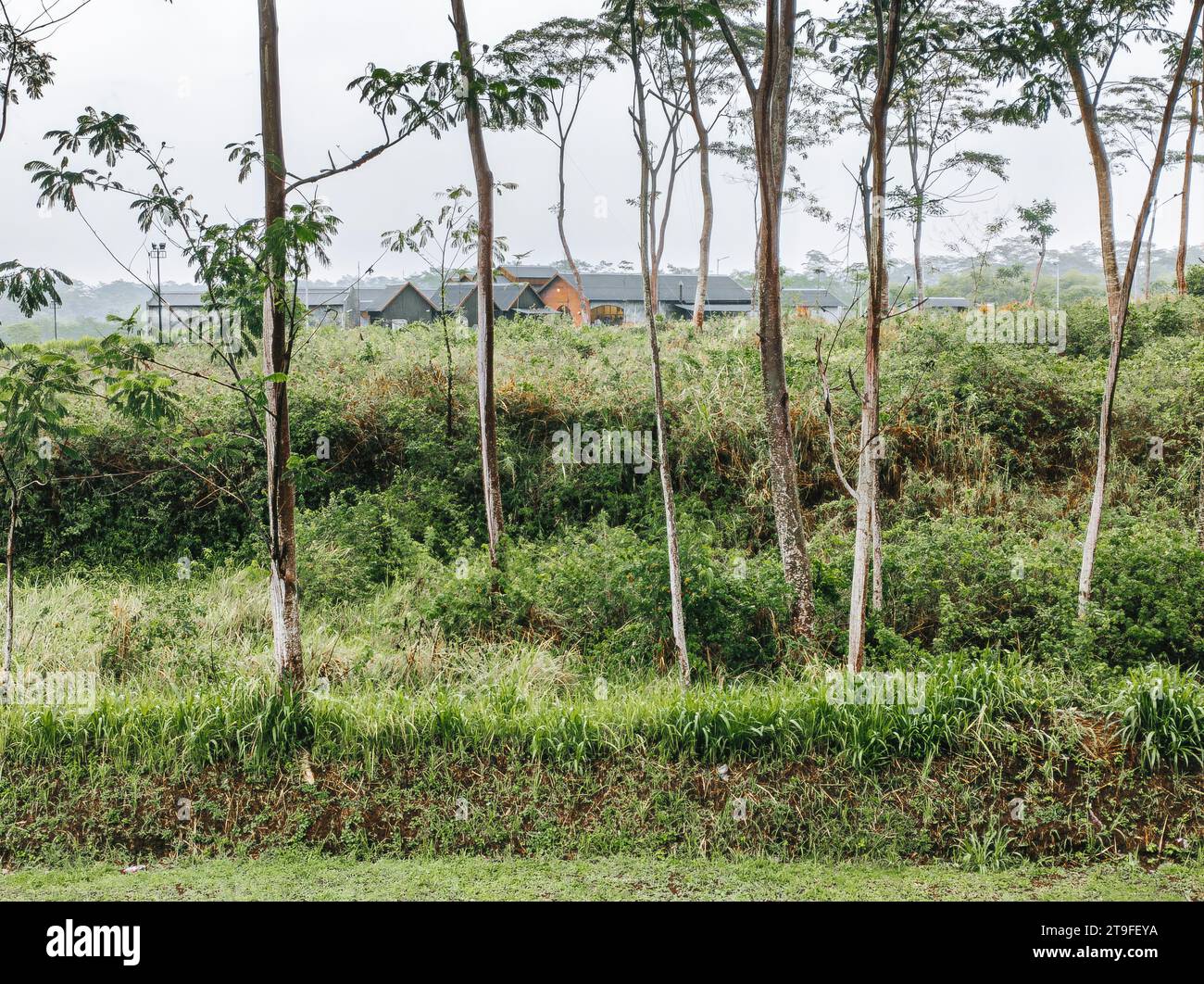 Nebeliger, stimmungsvoller und regnerischer Wald. Selektiv des Weichfokus. Stockfoto
