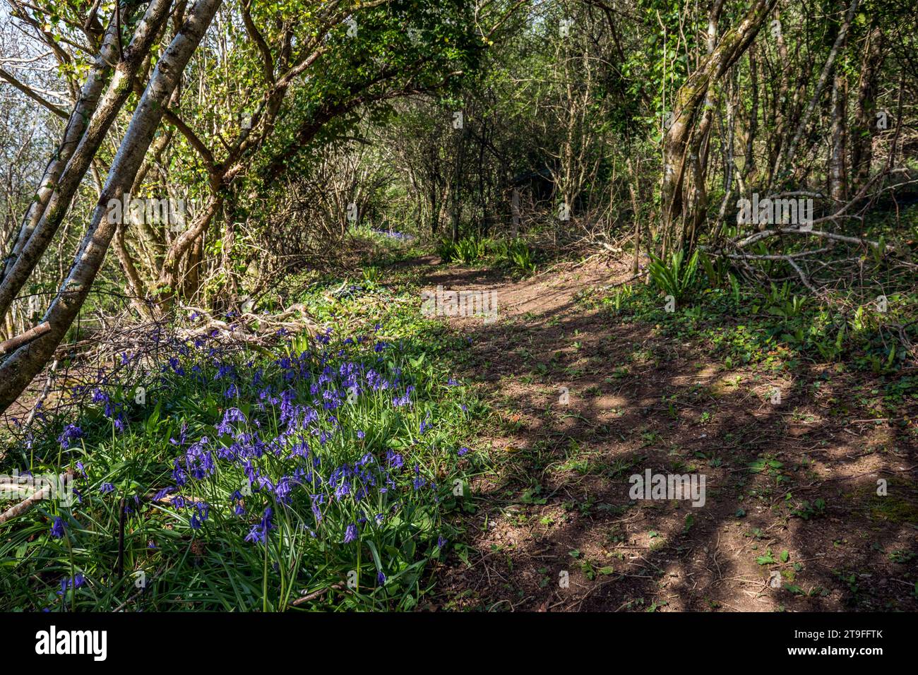 Woodland Path with Bluebells; Spring; UK Stockfoto