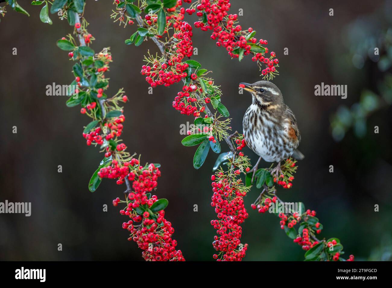 Redwing; Turdus iliacus; über Pyramicantha, die eine Beere isst; Großbritannien Stockfoto