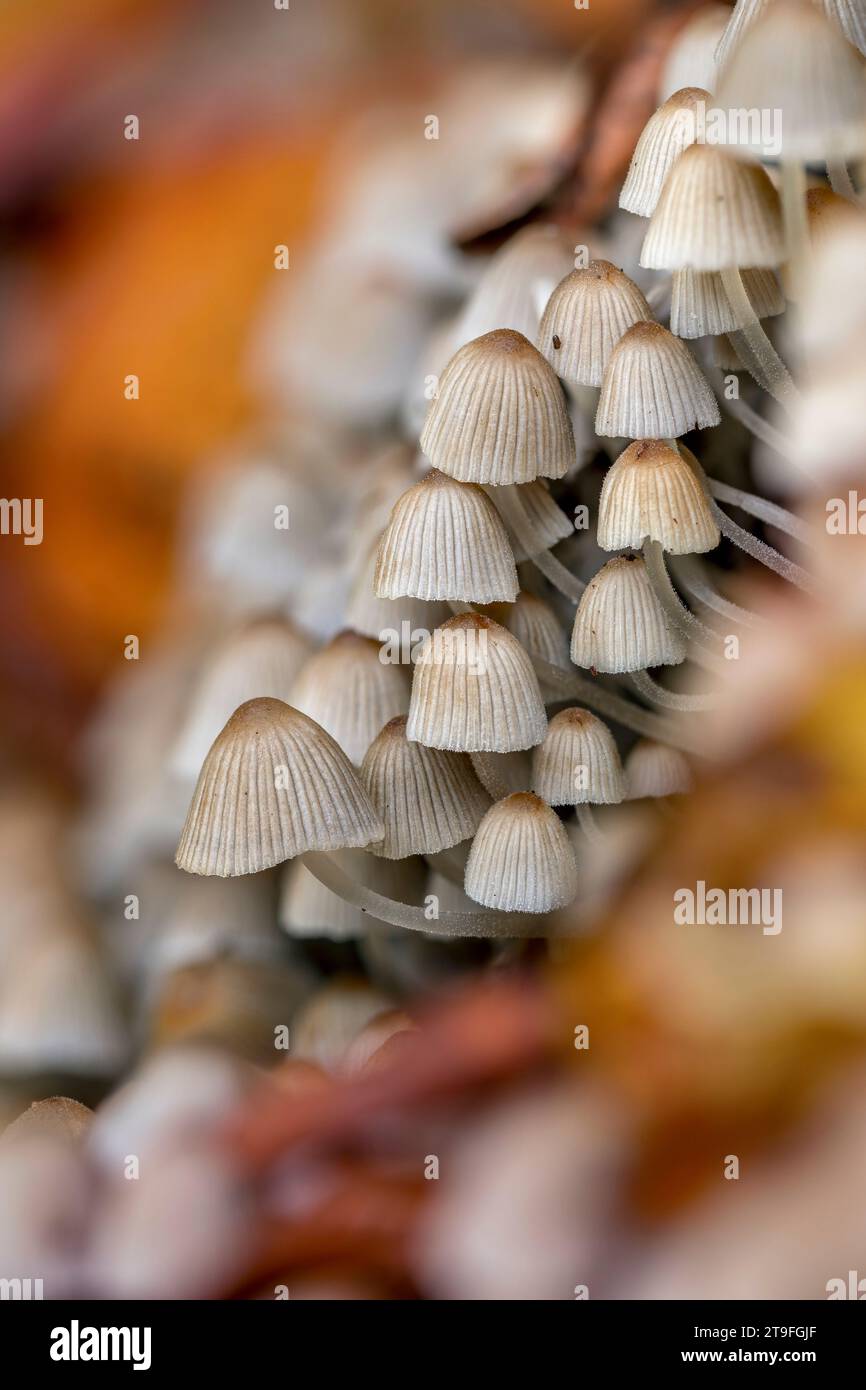 Trooping Crumble Cap; Coprinellus disseminatus; Vereinigtes Königreich Stockfoto