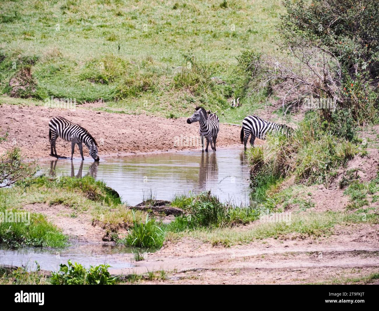 Trinkwasser aus einfachen Zebras am Bewässerungspunkt, Masai Mara National Park, Kenia, Afrika Stockfoto