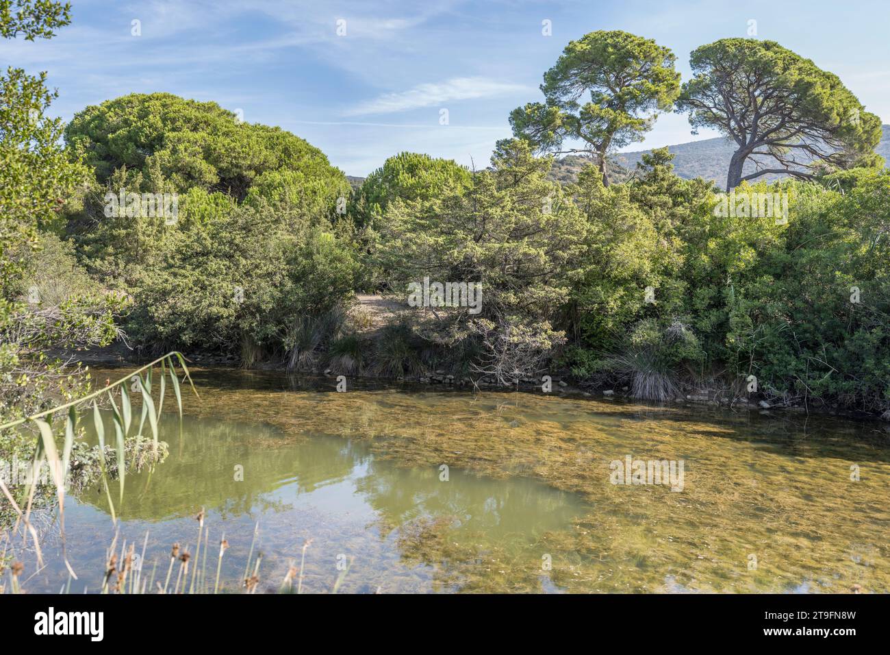 Landschaft mit üppiger Vegetation am Kanalufer im Moor am Ufer, aufgenommen im hellen frühen Herbstlicht in der Nähe von Marina di Alberese, Toskana, Italien Stockfoto