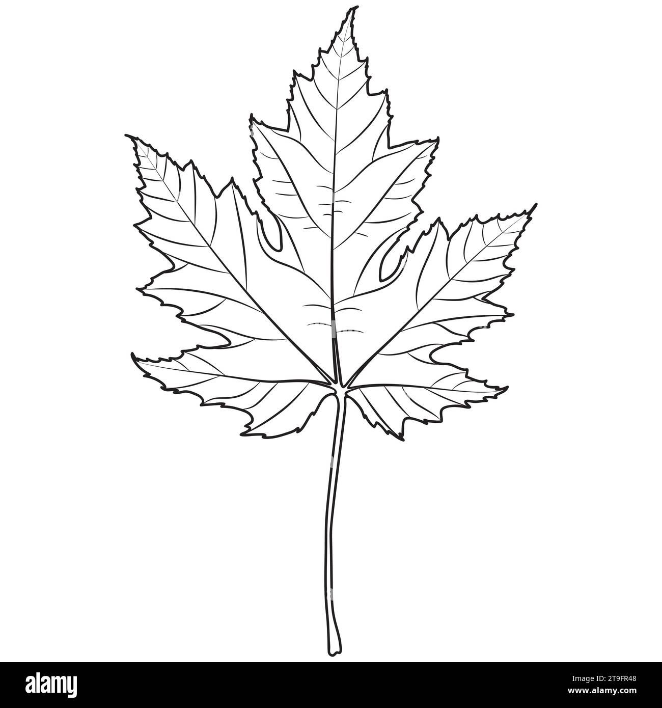 Silberne Ahornblatt-Umrisse, botanische Vektorillustration. Ahornbaum-Blatt-Silhouette, Malbuch-Seite. Stock Vektor