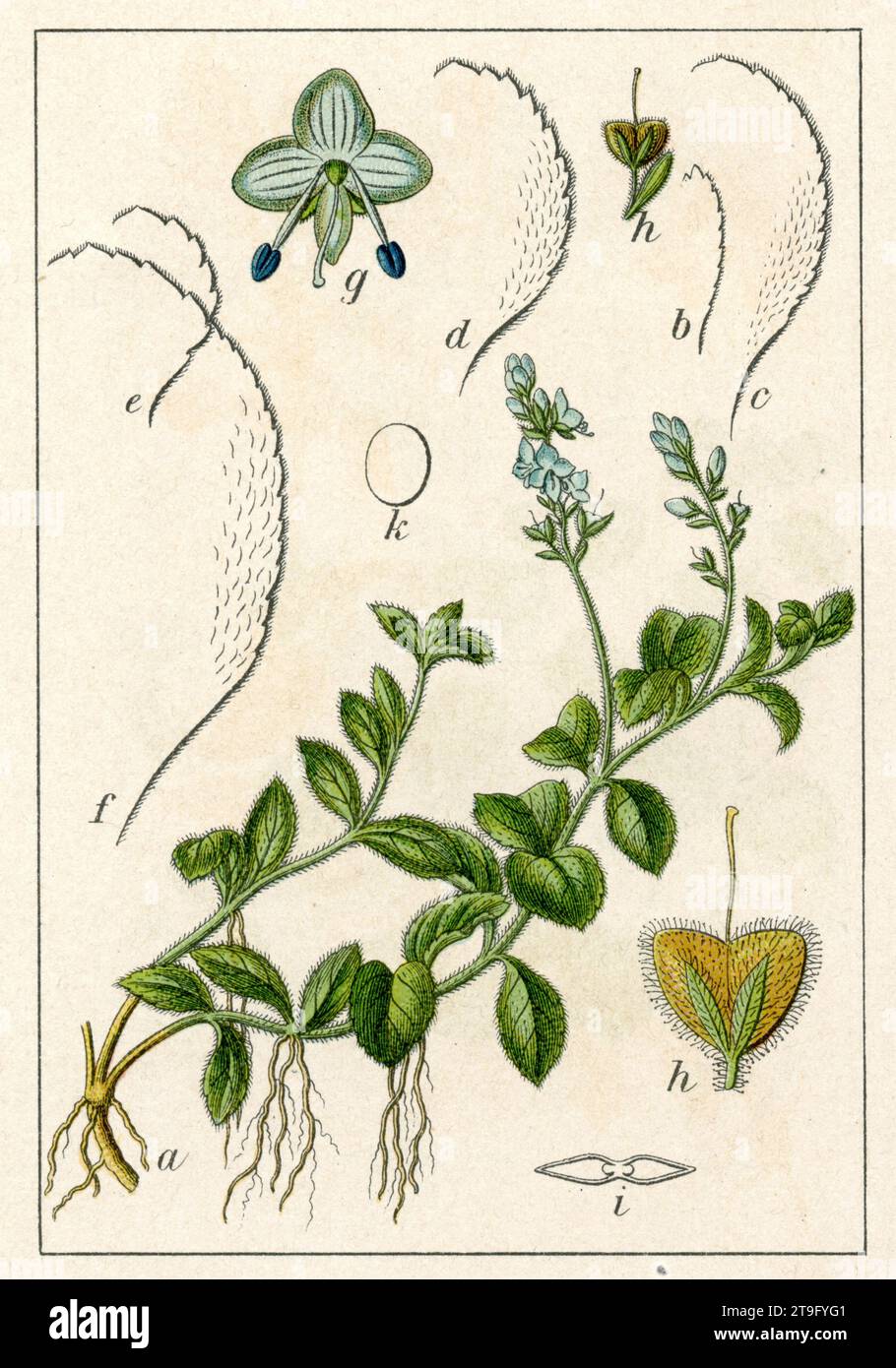 Heath Speedwell Veronica officinalis, (Botanik-Buch, 1903), echter Ehrenpreis Stockfoto