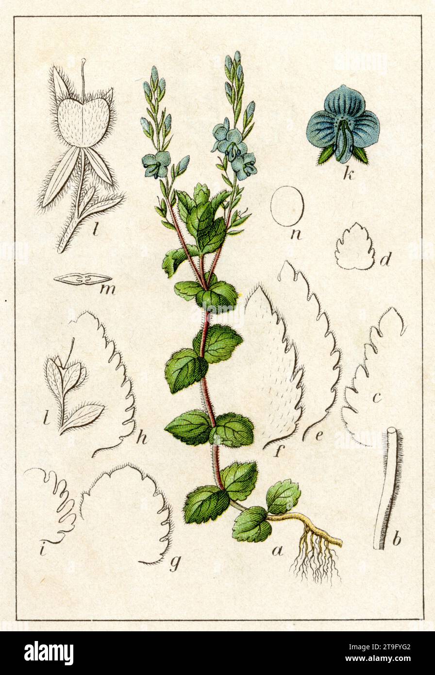 Bird's-Eye speedwell Veronica chamaedrys, (Botanik-Buch, 1903), Gamander-Ehrenpreis Stockfoto