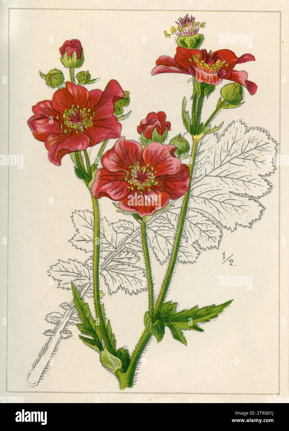 Chilenische Aven Geum quellyon, (Gartenbuch, 1896), Chilenische Nelkenwurz Stockfoto