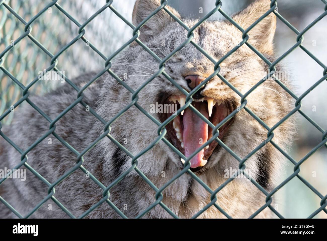 Kanadischer Luchs Stockfoto