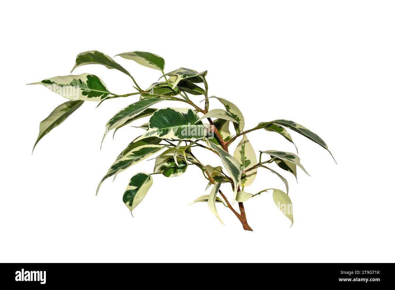 Ficus benjamina Zweig mit weiß-grünen, vielfarbigen Kuspidalblättern isoliert auf weiß. Variety Starlight oder de Gantel - beliebte Zimmerpflanze für flo Stockfoto