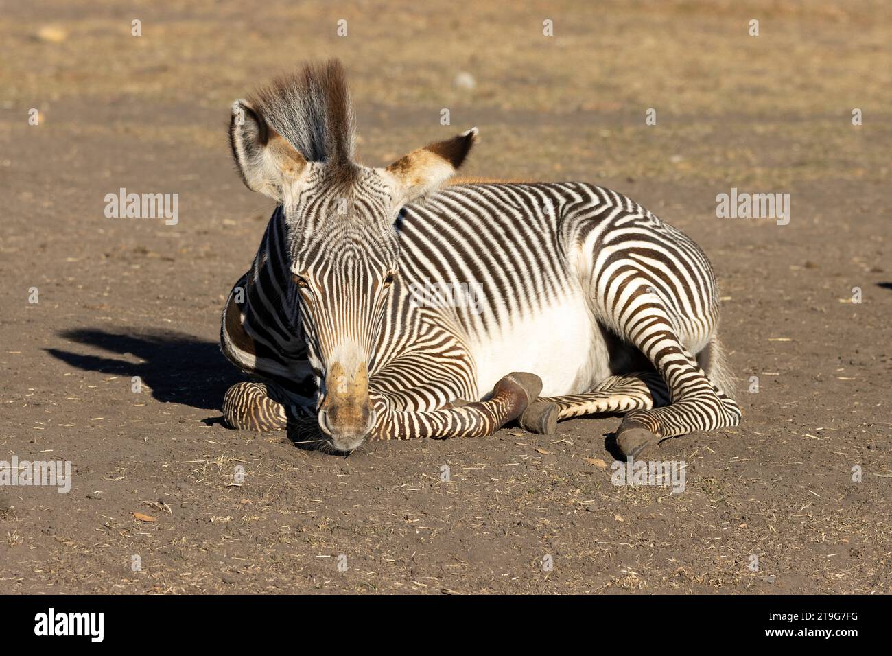 Baby-Zebra liegt im Dreck in der Sonne Stockfoto