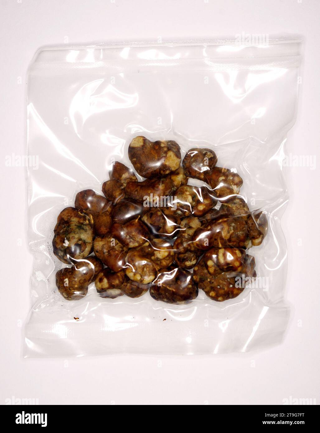 Psilocybe Pajaritos „Sklerotia“ – Magische Trüffel Stockfoto