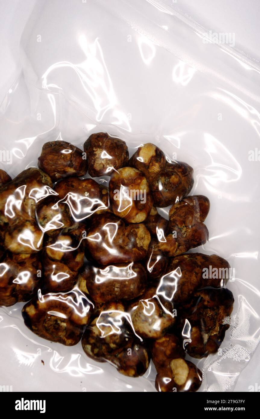 Psilocybe Pajaritos „Sklerotia“ – Magische Trüffel Stockfoto