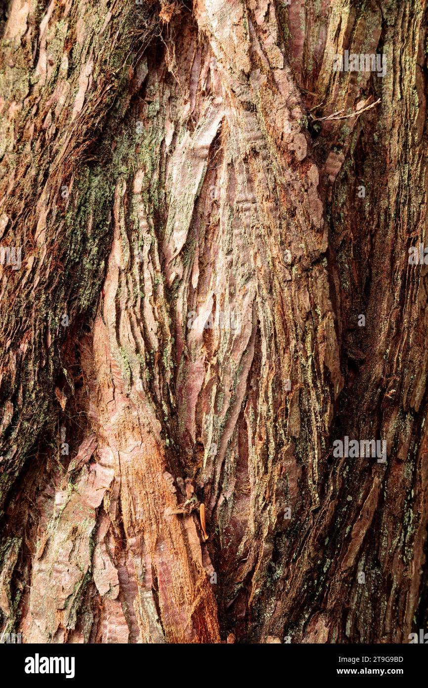 Risse und Texturen in der alten knurigen Baumrinde Stockfoto
