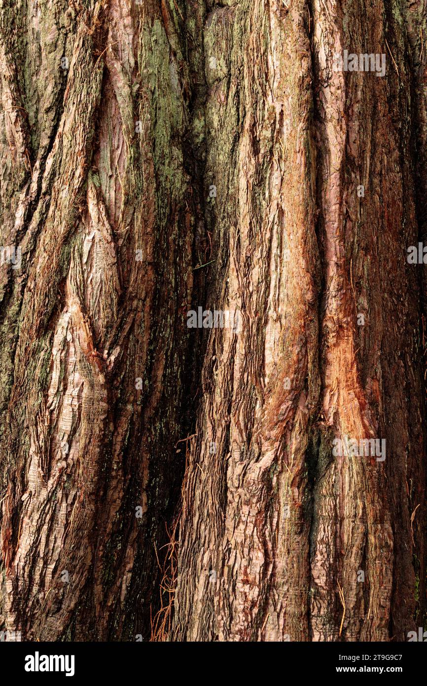 Risse und Texturen in der alten knurigen Baumrinde Stockfoto