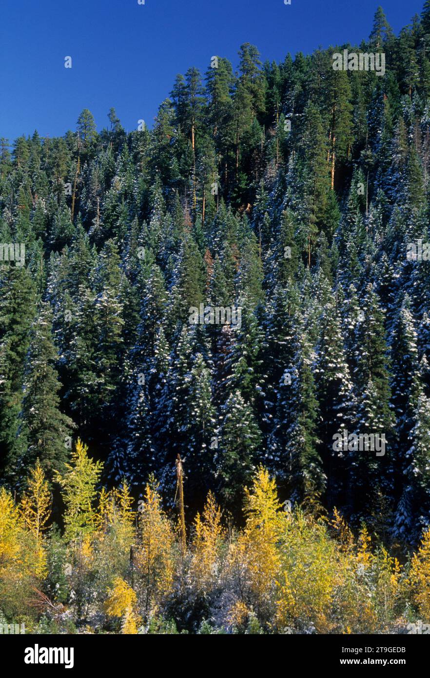 Waldhang mit herbstlicher Lärche über dem Hood River, Mt Hood National Forest, Oregon Stockfoto