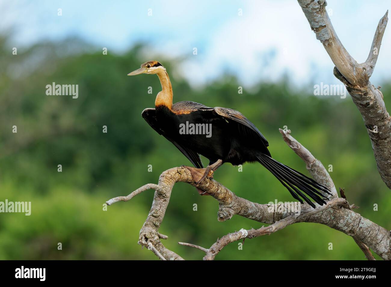 Afrikanischer Darter - Anhinga rufa auch Schlangenvogel, Wasservogel aus Afrika südlich der Sahara und dem Irak, sitzt auf dem Ast über dem Wasser und jagt Fische in der Wa Stockfoto