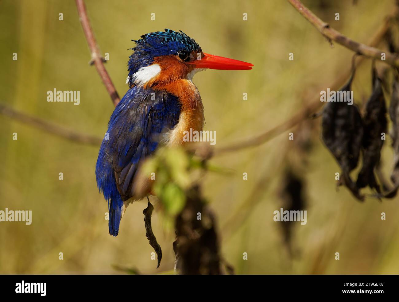 Malachit Eisvogel - Corythornis cristatus River eisvogel weit verbreitet in Afrika südlich der Sahara, kleiner Vogel über dem Wasser und Stockfoto