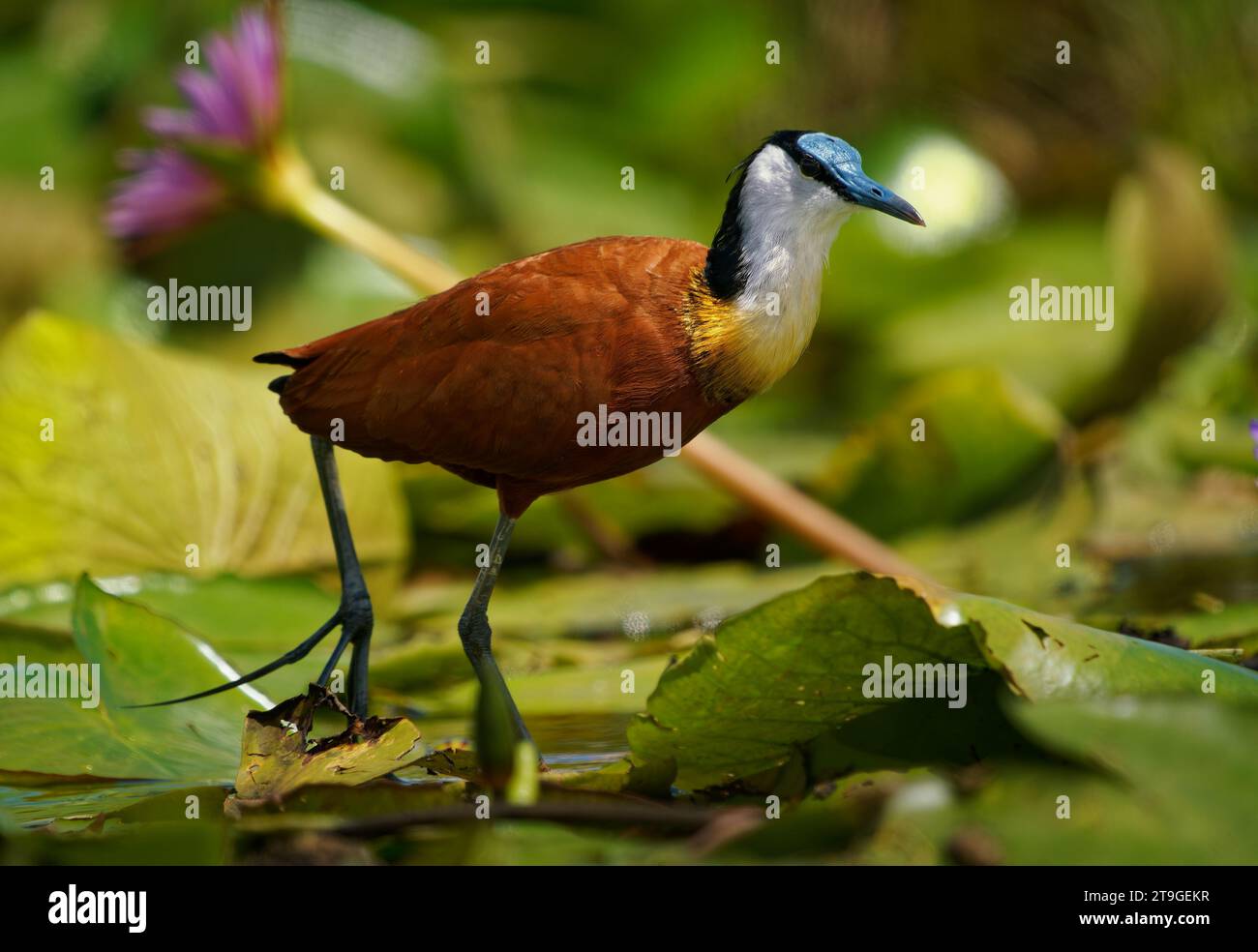 African Jacana - Actophilornis africanus ist ein Watvogel in Jacanidae, lange Zehen und lange Klauen, die es ihnen ermöglichen, auf schwimmender Vegetation in Sch zu laufen Stockfoto