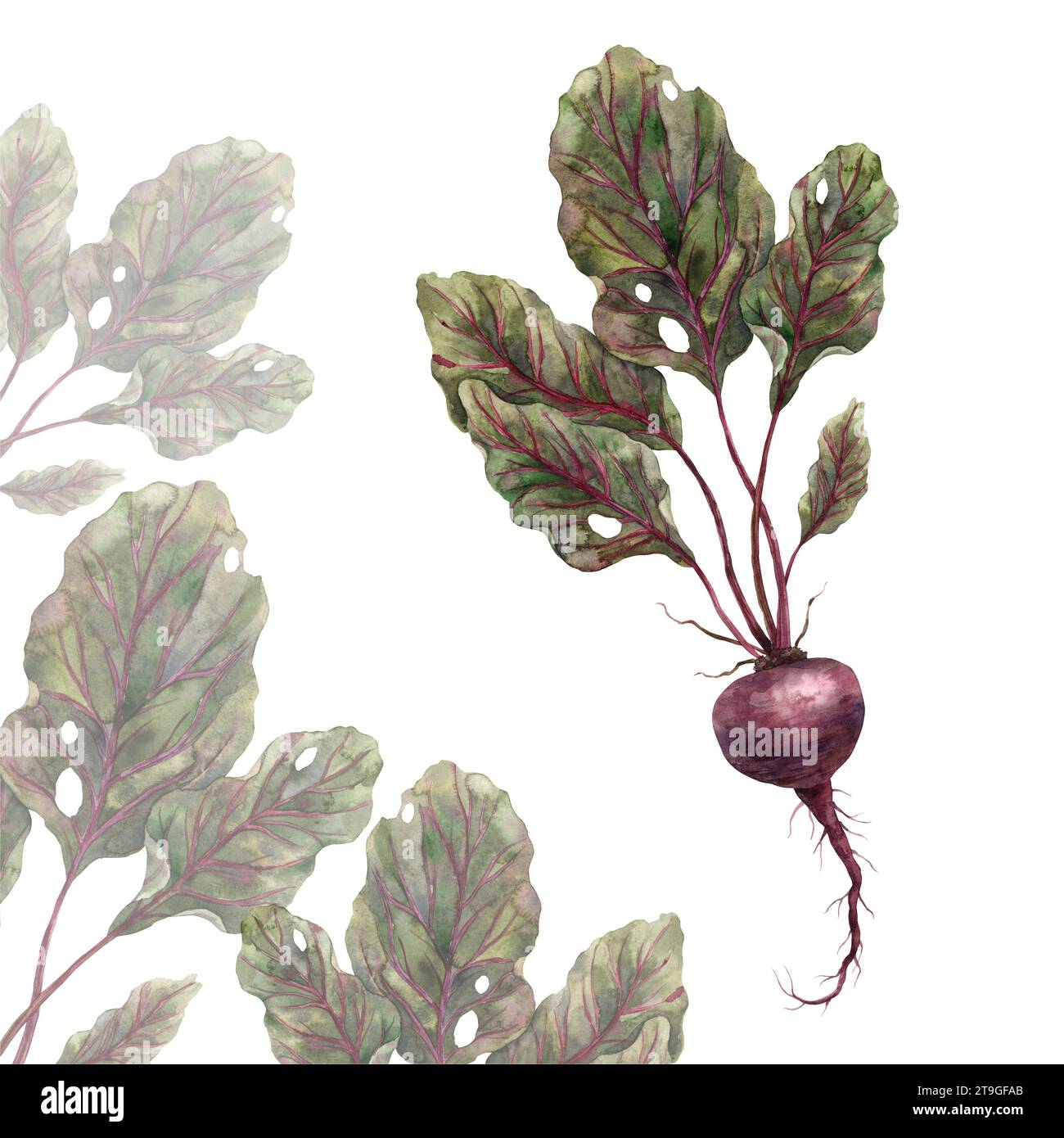 Aquarellabbildung einer burgunderroten Roten Bete mit durchscheinendem Blattrahmen. Handgezeichnete botanische Illustrationen auf isoliertem Hintergrund. Stockfoto