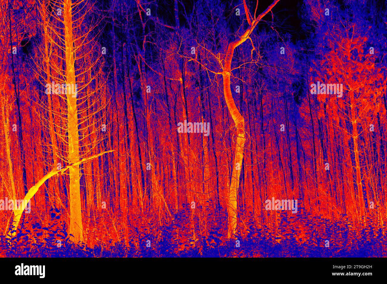 Dichter, halbwachsener Wald, Norden. Thermografie Stockfoto