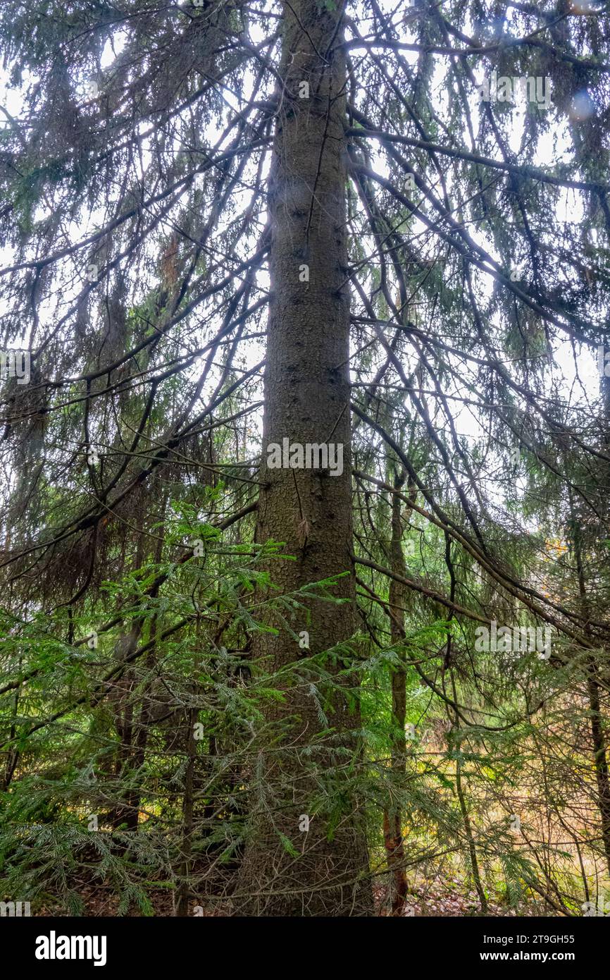 Dendrologie. Säkularer Baum. Agelong-Fichte (Picea excelsa, P. abies) in den Borealen Wäldern Nordosteuropas Stockfoto