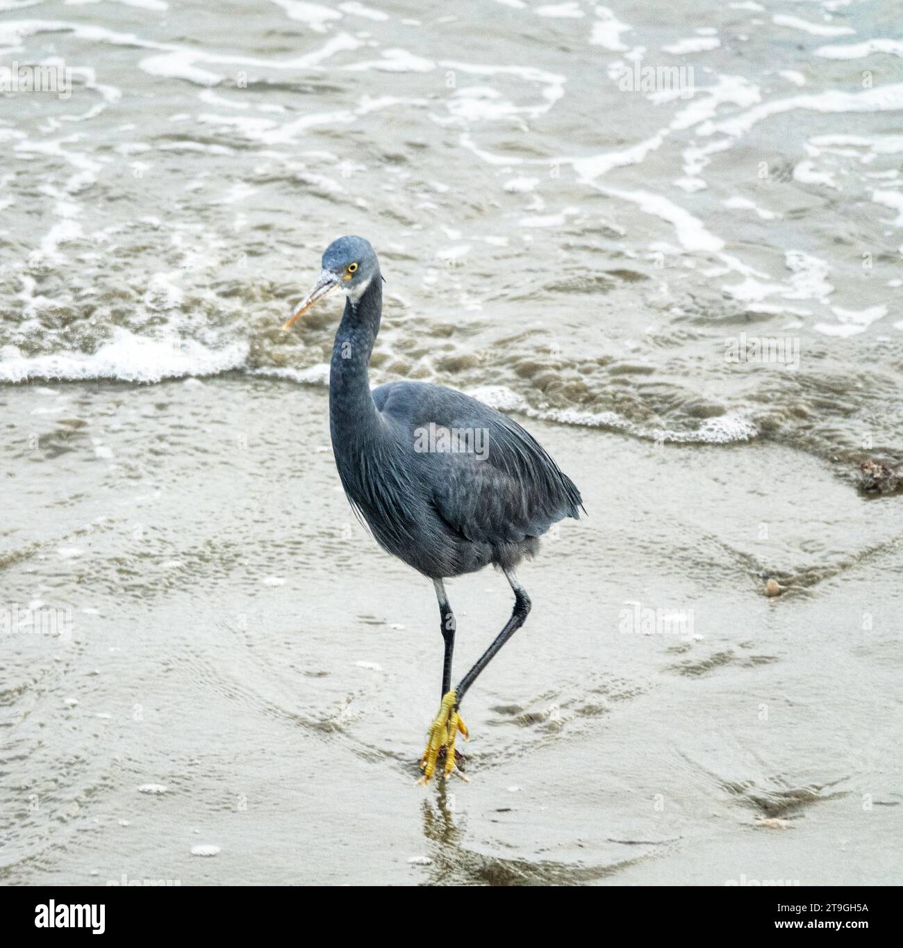 Bandar Abbas, Iran, Januar. Der westliche Riffreiher (Egretta gularis) an der Sandküste der Meerenge von Hormuz Stockfoto