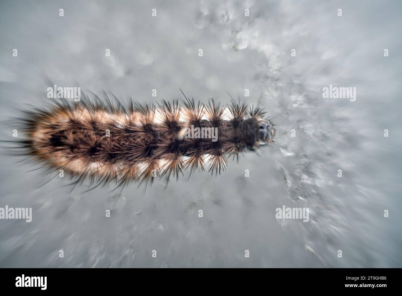 Raupe Wintermotte (Agrotis segetum) wandert auf Eis, Kälteschutz. Ultra-Makro Stockfoto