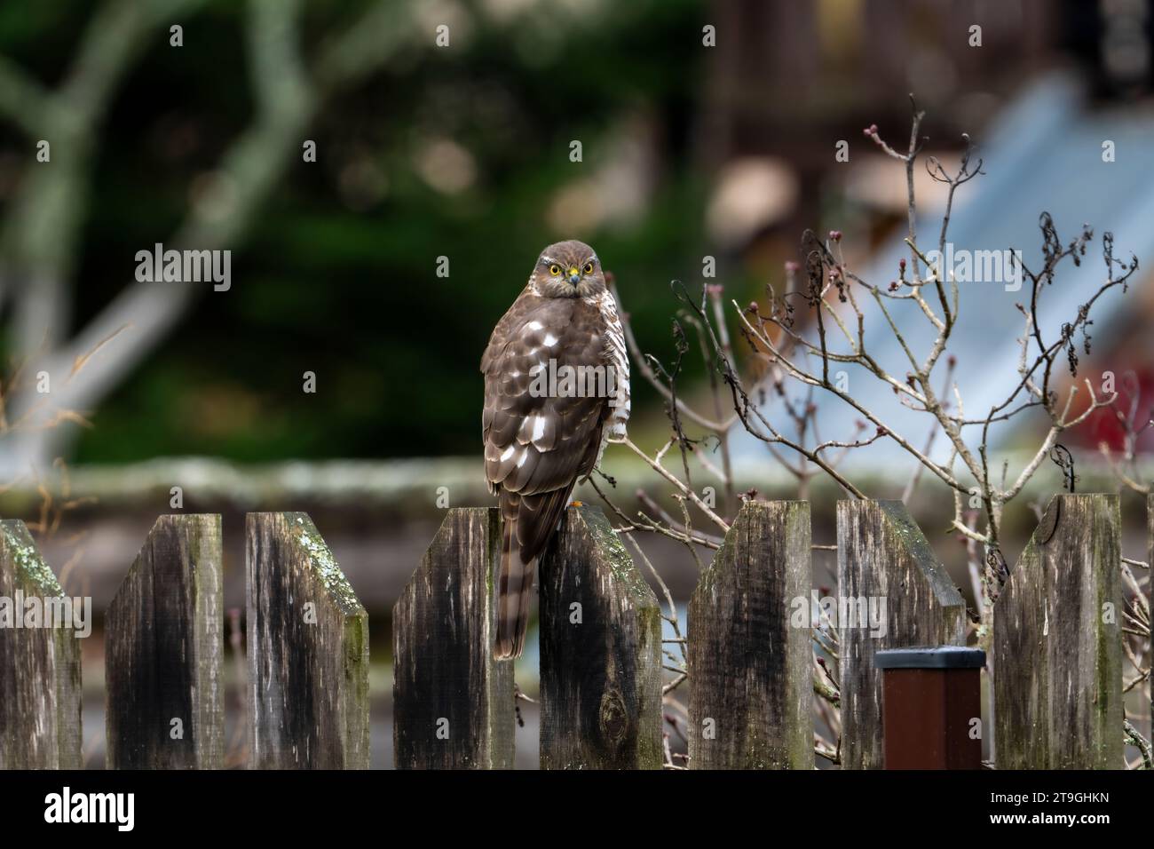 Accipiter nisus Familie Accipitridae Gattung Accipiter Eurasian Sparrowhawk wilde Natur Raubvogel Fotografie, Bild, Tapete Stockfoto