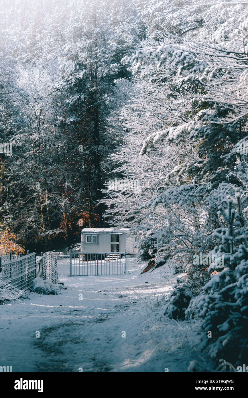 Schneebedeckte Landschaft im frühen Winter im Wald. Stockfoto