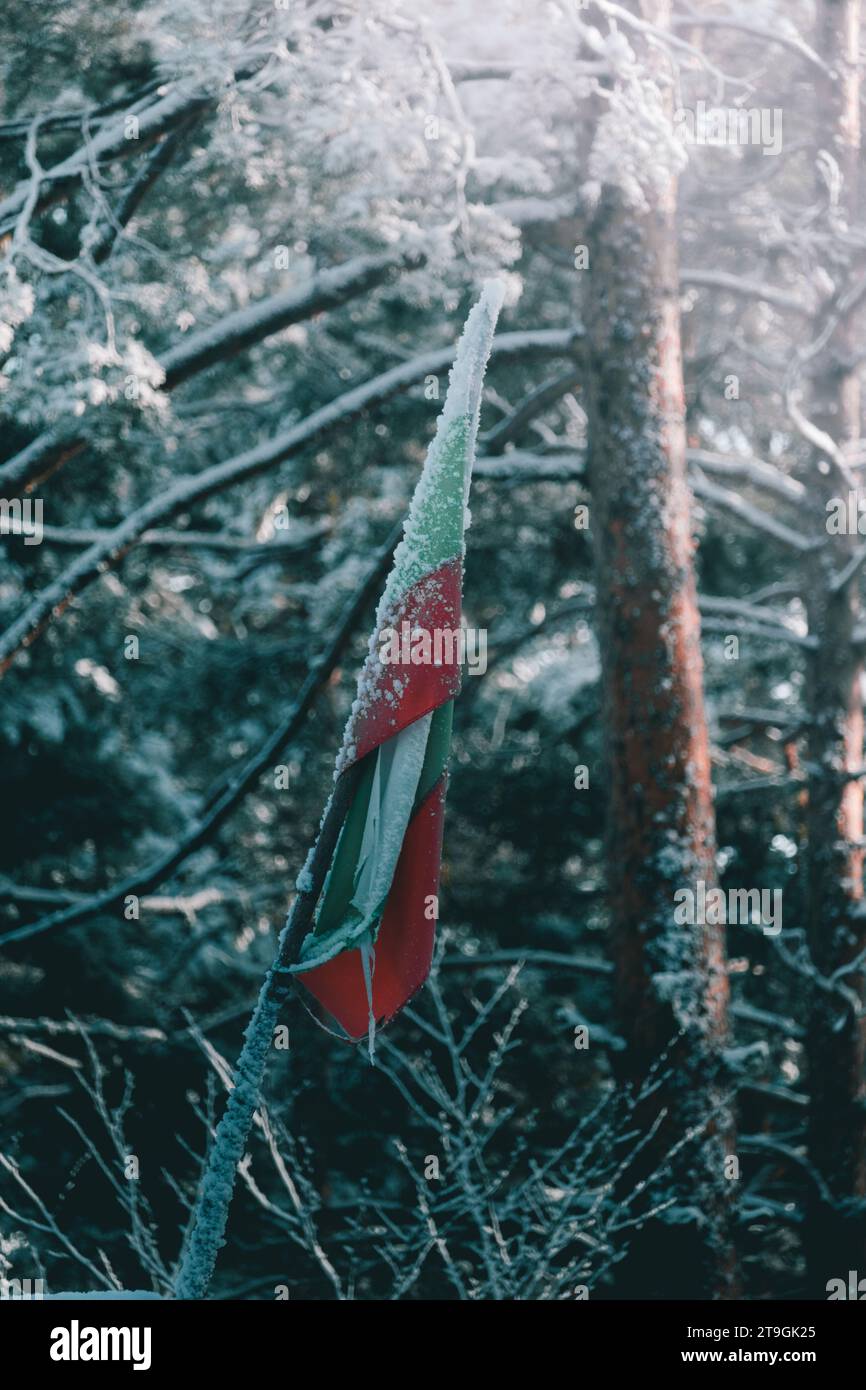 Bulgarische Flagge im frühen Winter im Wald gefroren. Stockfoto