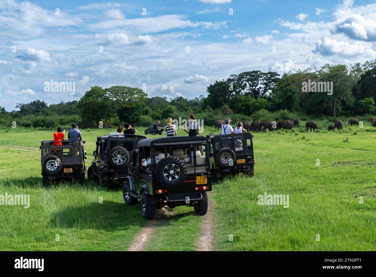 Eine Gruppe von Geländewagen parkt im Gras, mit Touristen, die den Blick auf eine Elefantenherde im Minneriya-Nationalpark in Sri Lanka genießen Stockfoto