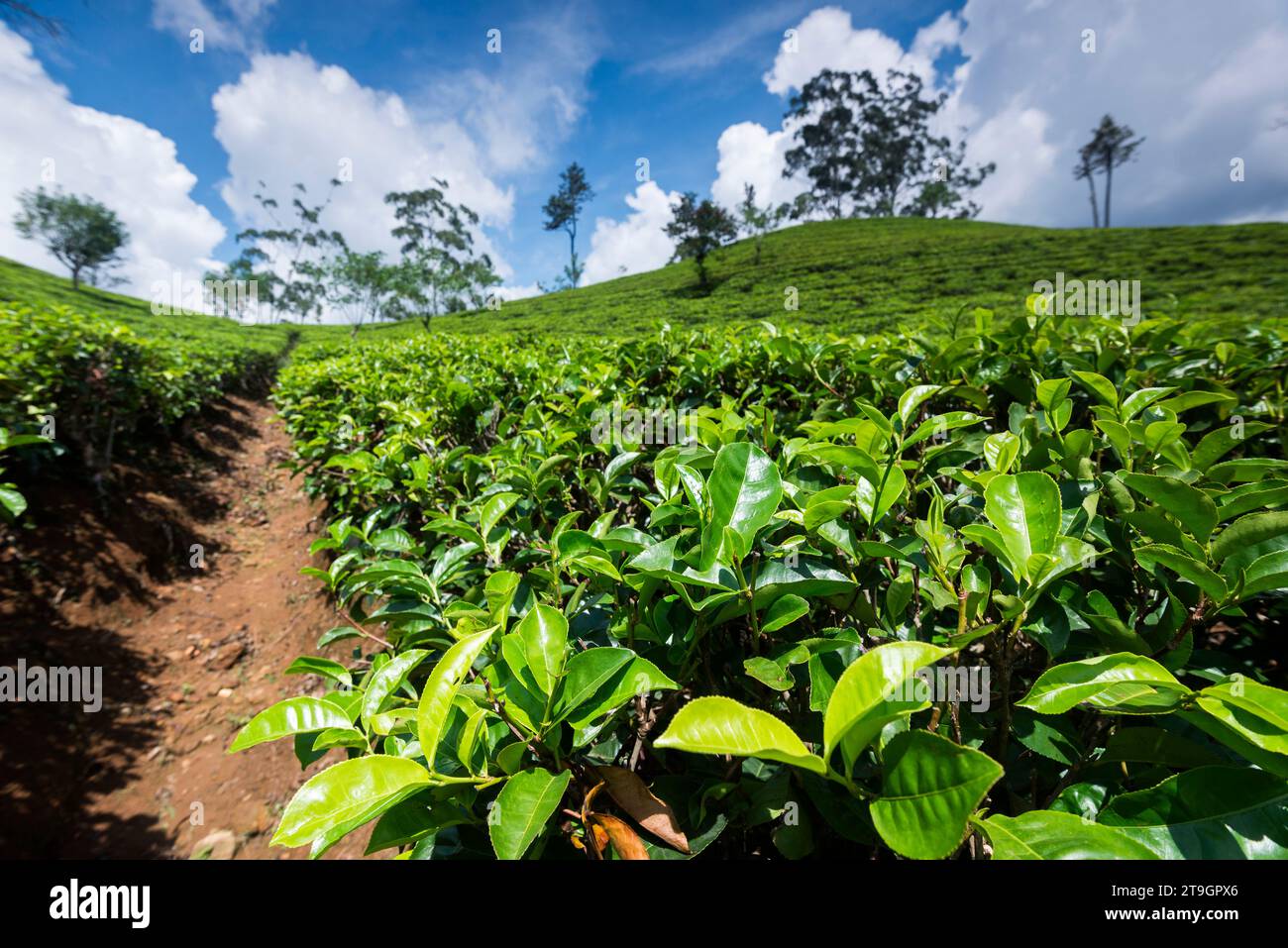 Teepflanzen auf einem Hügel im Sonnenlicht auf einer Plantage in den Hügeln Sri Lankas Stockfoto