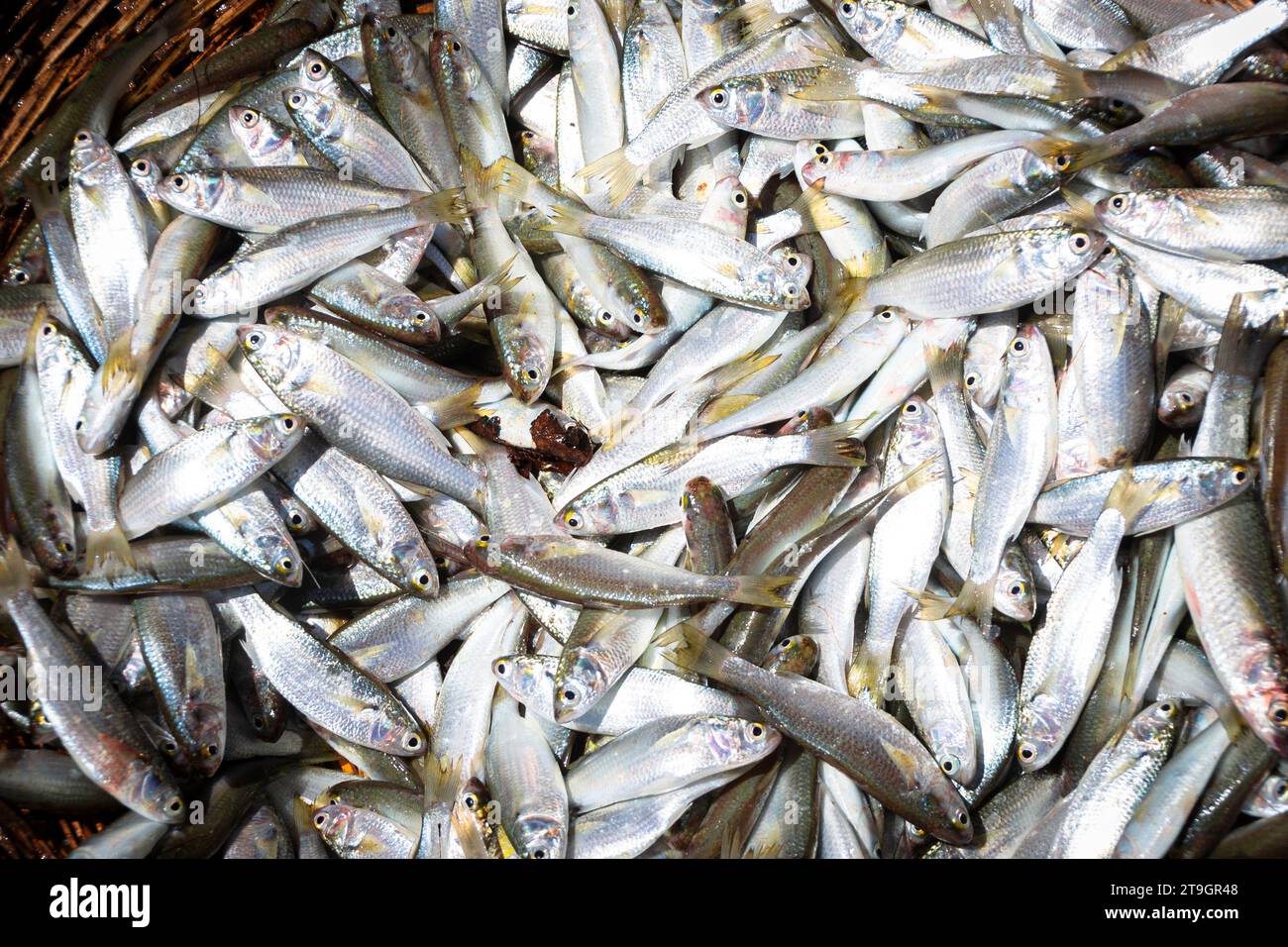 Nahaufnahme eines Fangs von frischem Fisch in Negombo in Sri Lanka Stockfoto
