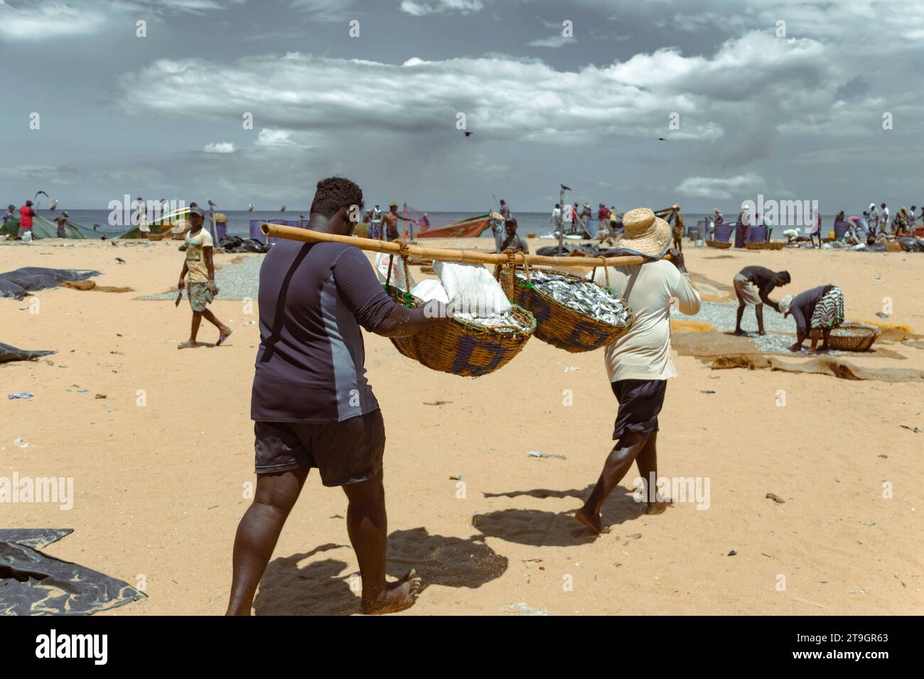 Zwei Männer tragen eine Bambusstange mit zwei Körben Fisch, um in der Sonne in Negombo in Sri Lanka zu trocknen Stockfoto