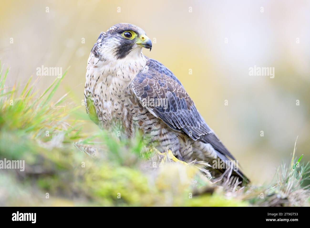 Ein Falke sitzt auf dem Gras mit einer gefangenen Beute. Stockfoto