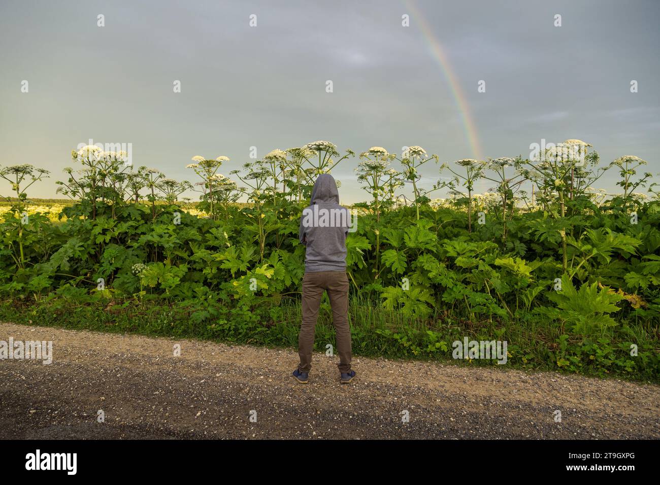Mann in der Nähe des Giant Hogweed Sosnowski Werks. Heracleum manteggazzianum, das auf dem Feld wächst Stockfoto