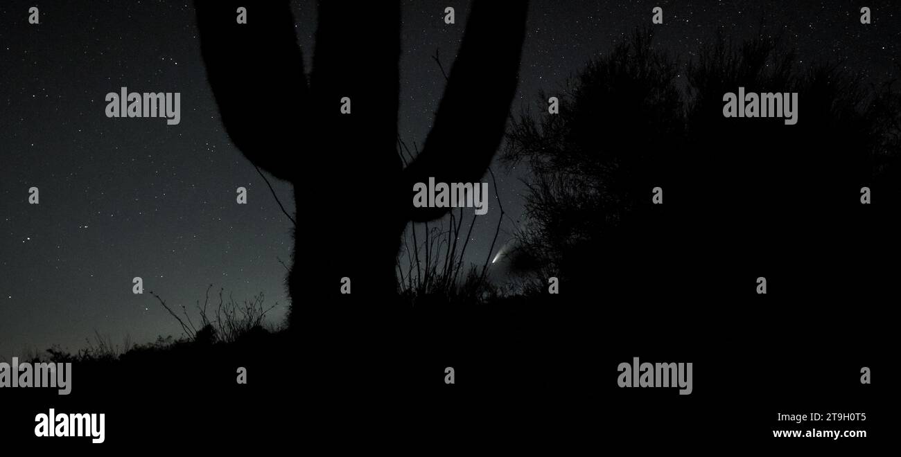 Komet NEOWISE, C/2020 F3, in der Abenddämmerung am westlichen Himmel mit einem riesigen Saguaro, der bewacht wird. Stockfoto