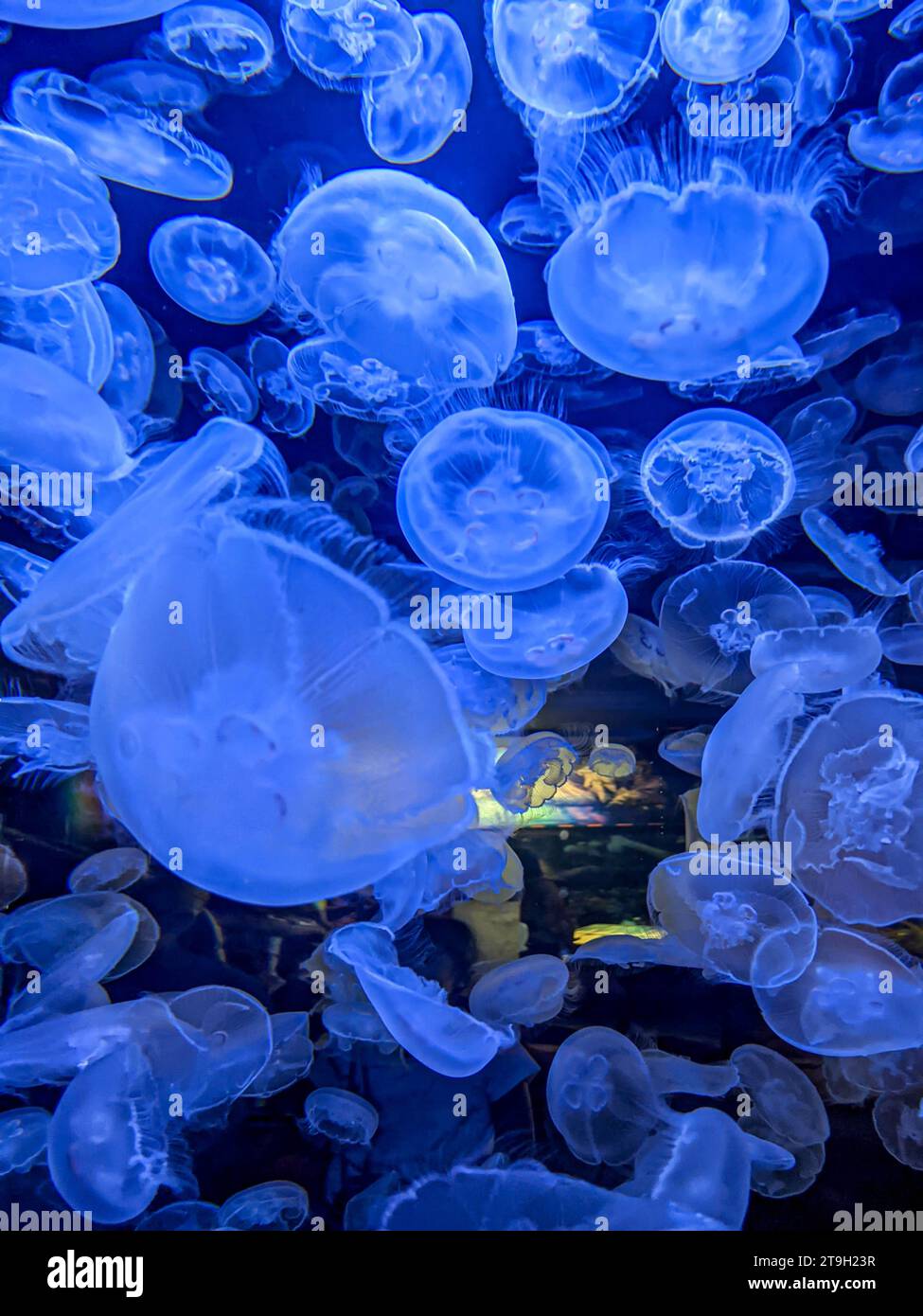 Mondgelees (Aurelia aurita) schwimmen in einem Aquarienbecken - vertikal Stockfoto