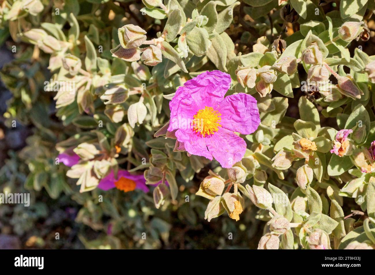 Une Rose cyste dans la colline provencale du Pays d'Aubagne - eine Zystenrose in den provenzalischen Hügeln der Aubagne Stockfoto