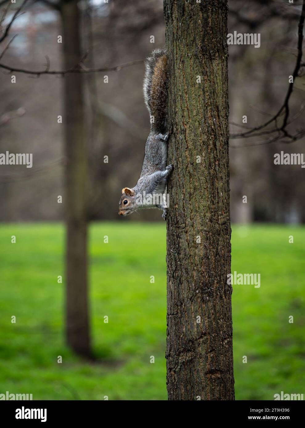 Vertikale Aufnahme eines niedlichen grauen Eichhörnchens auf einem Baumstamm in Hyde Park, London Stockfoto