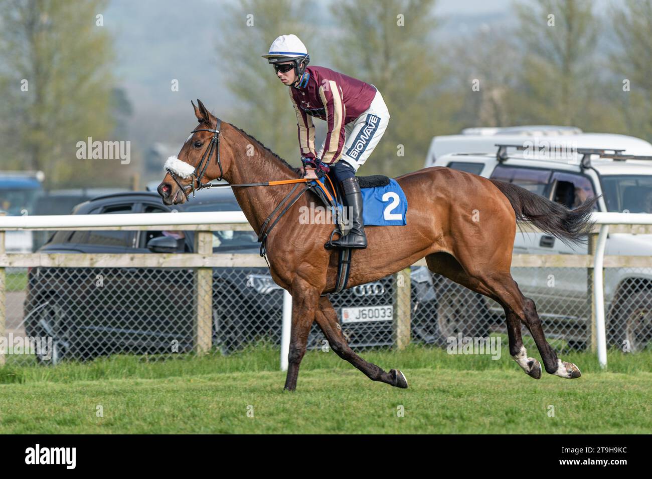 Maliboo galoppiert zum Start in Wincanton Stockfoto